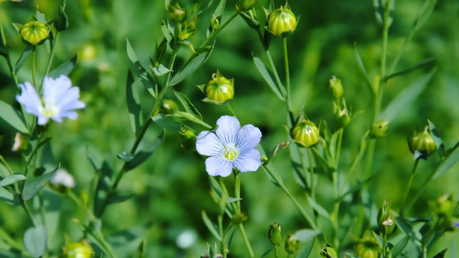 Flax Plant and It's Flowers