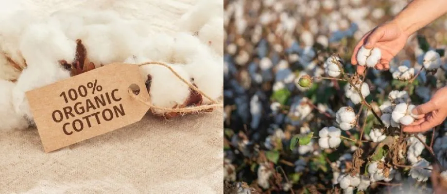 Organic Cotton in Clothing Manufacturing