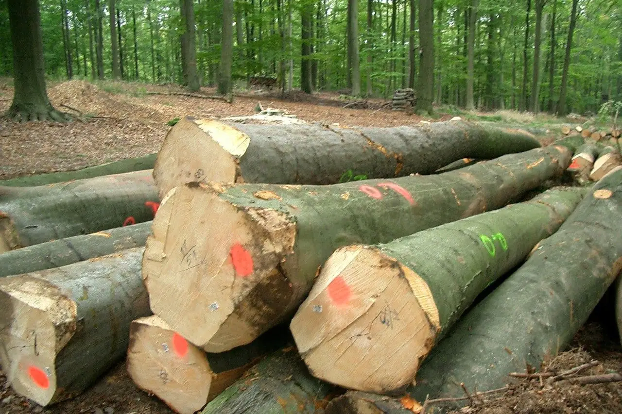 beech trees modal fabric raw material