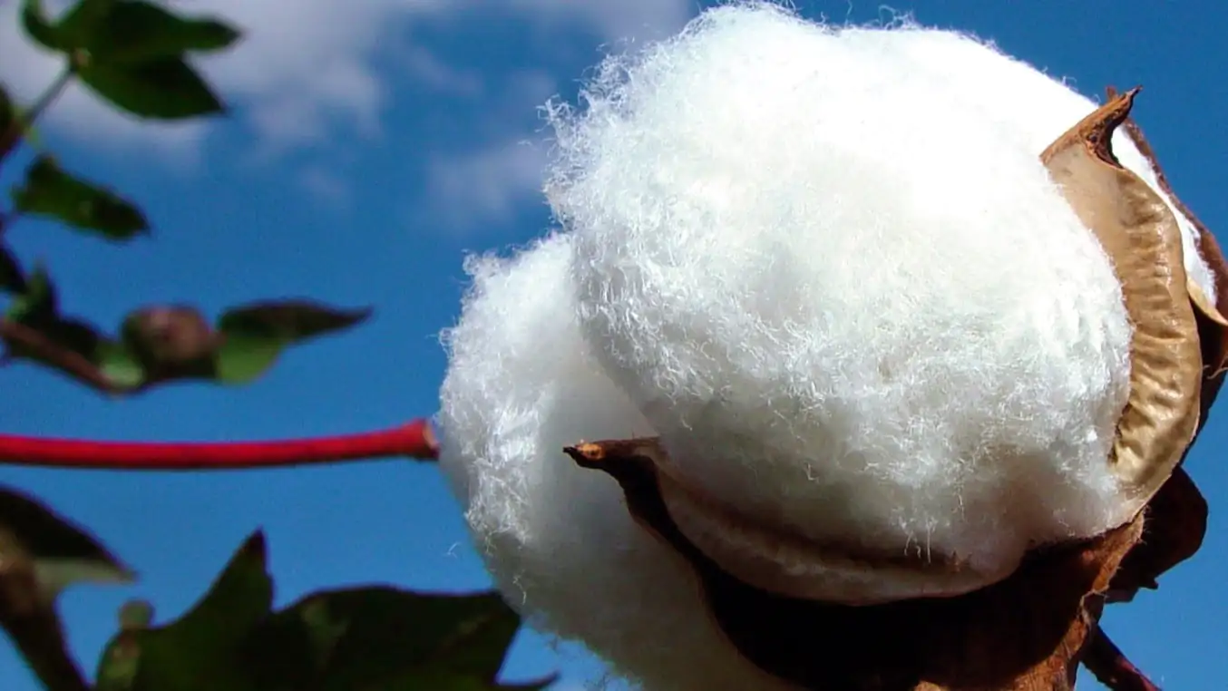 High-Quality Cotton (Pima, Egyptian)