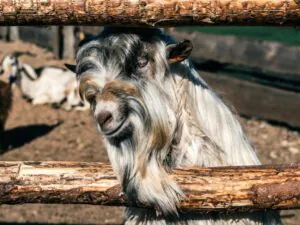 How Cashmere Is Made
