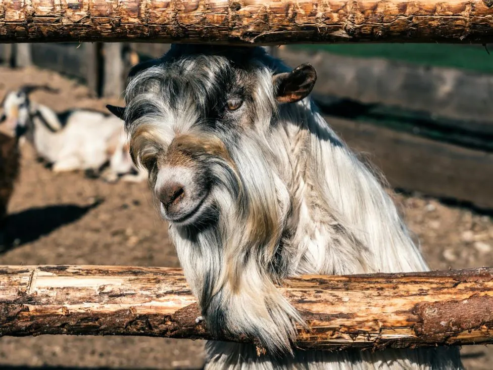 How Cashmere Is Made