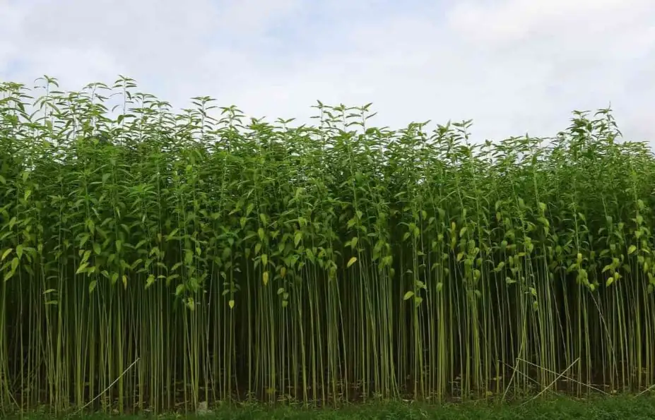 What is Jute Fabric?